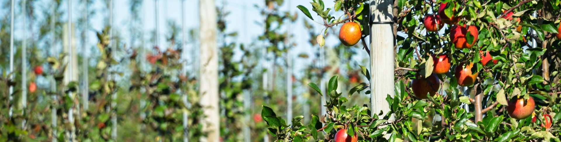 Ripe for Change: U.S. Apples in the Age of AI