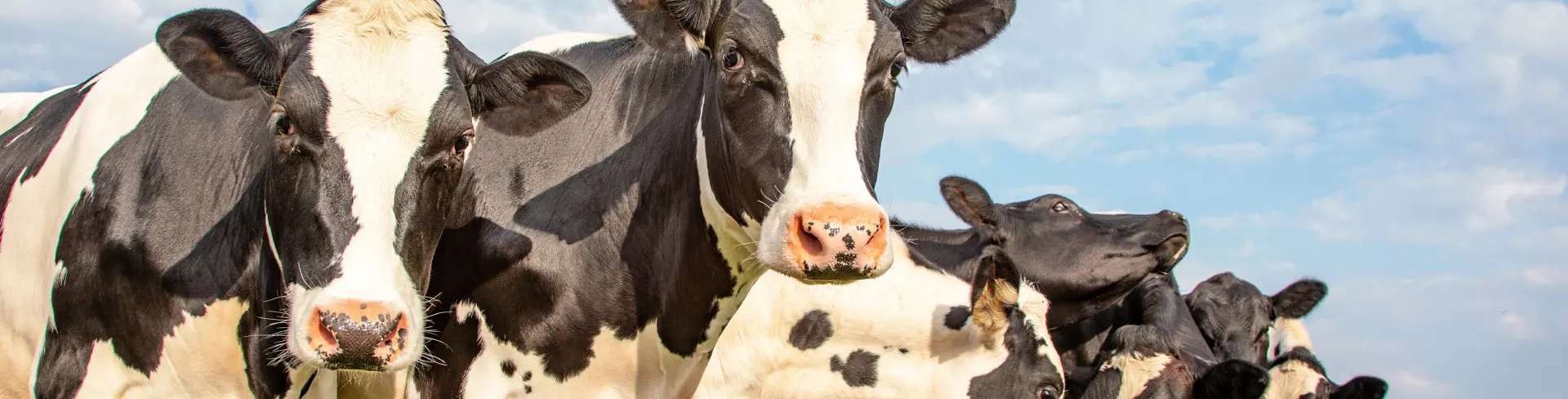 Milking the Protein Premium: Reshaping U.S. Dairy