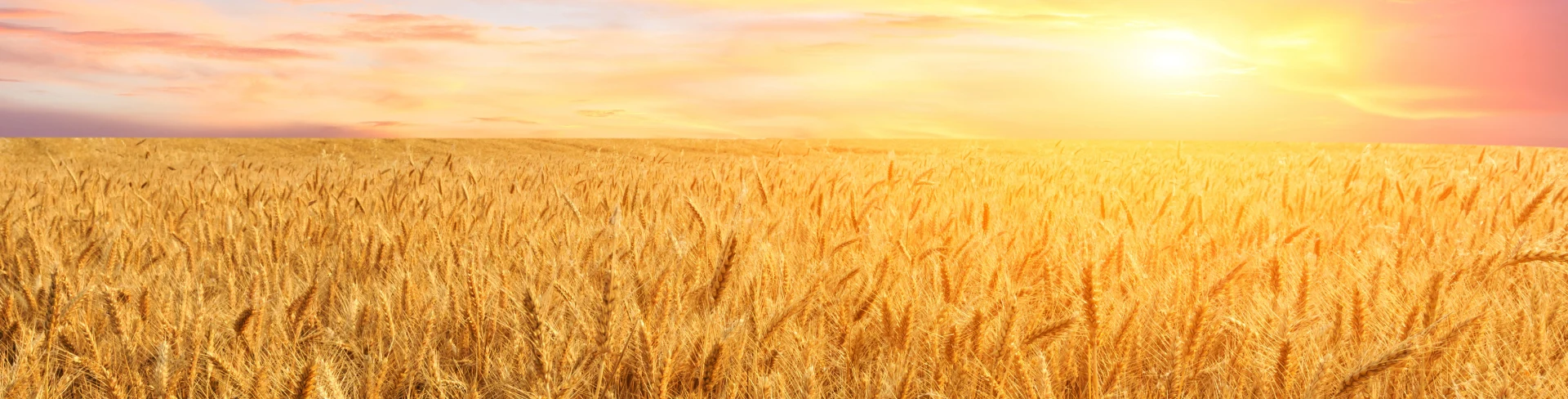 Amber Waves of Change: U.S. Wheat Past, Present, and Future 