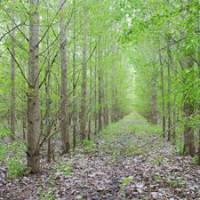 Tree planting can make a big impact on carbon emissions.